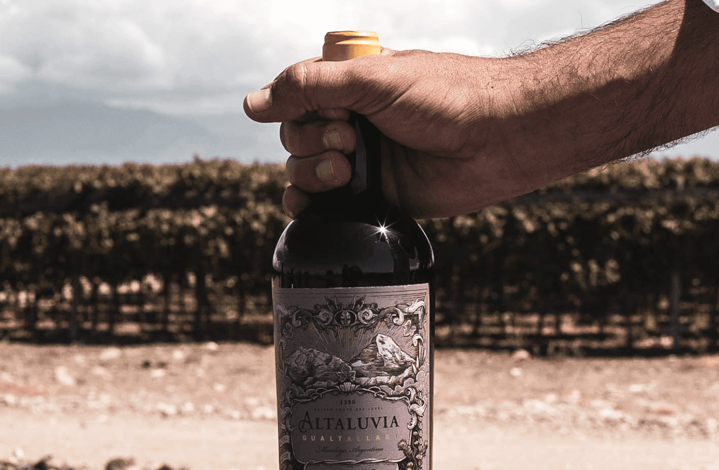 Image of Altaluvia, a tribute to the Gualtallary region
